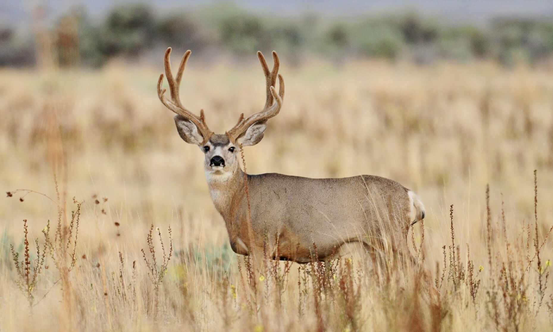 Mule Deer Buck Poached Near Show Low | News | Wmicentral.com