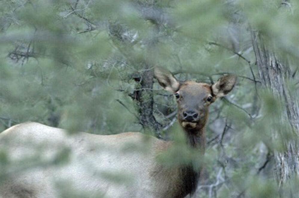 Leftover permit tags remain for 2024 elk hunts 260 Connection