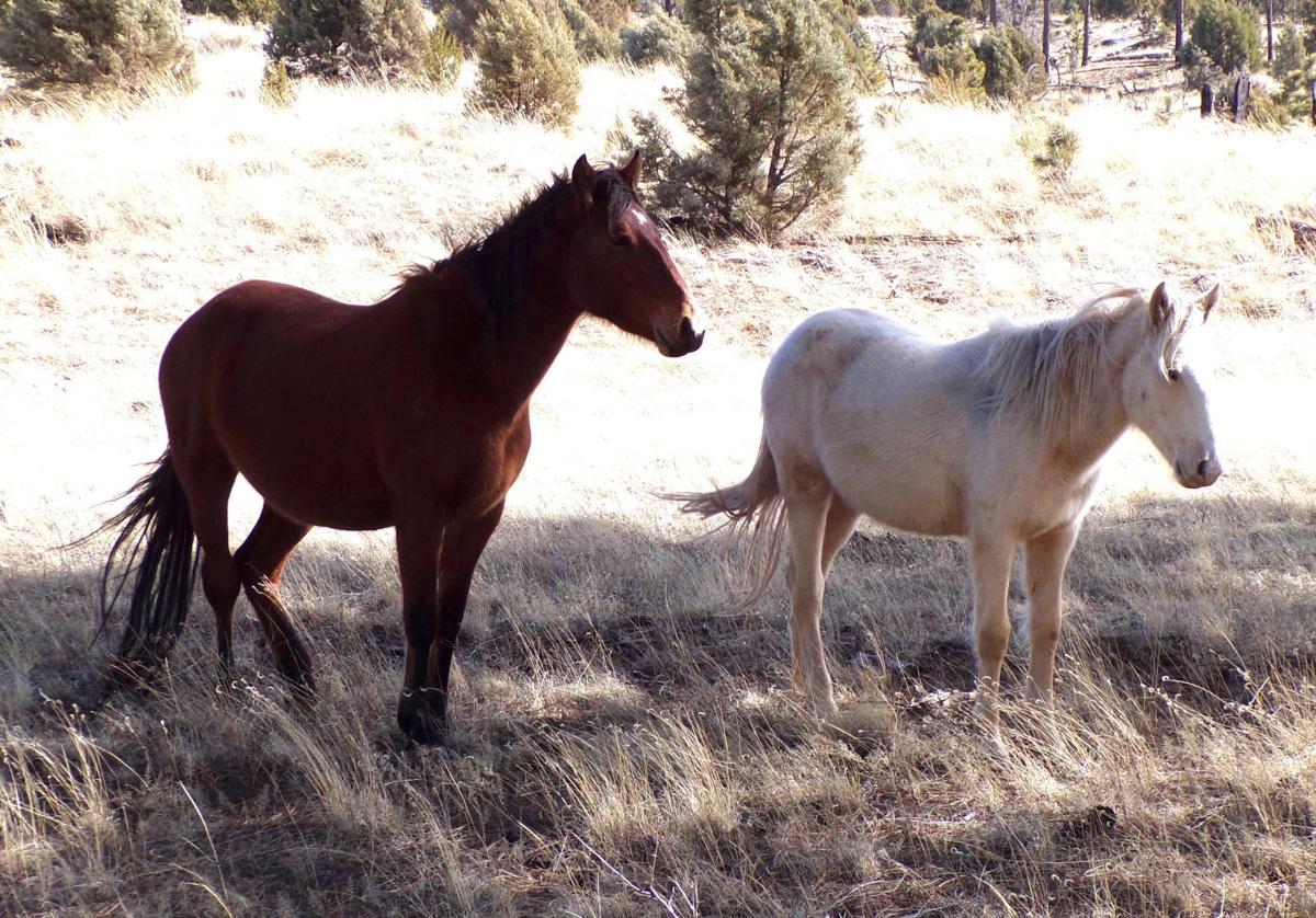 Four Dead Horses Create Many More Questions Latest News Wmicentral Com Four Dead Horses Create Many More Questions Latest News Wmicentral Com