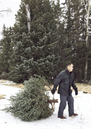 choosing the perfect christmas tree is a family tradition for steven kowalcyzk of mesa he and his family have been visiting the white mountains for the - Christmas Tree Cutting choosing the perfect christmas tree is a family tradition for steven kowalcyzk of mesa he and his family have been visiting the white mountains for the - Christmas Tree Cutting