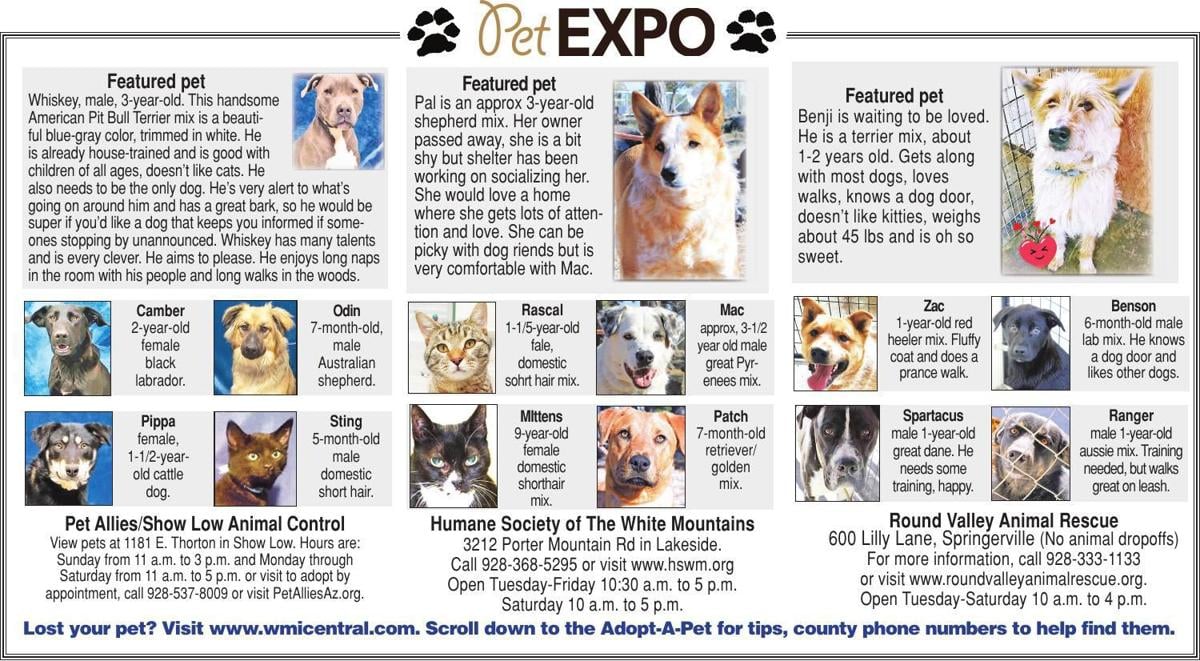 Adopt A Pet Adopt A Pet Wmicentral Com