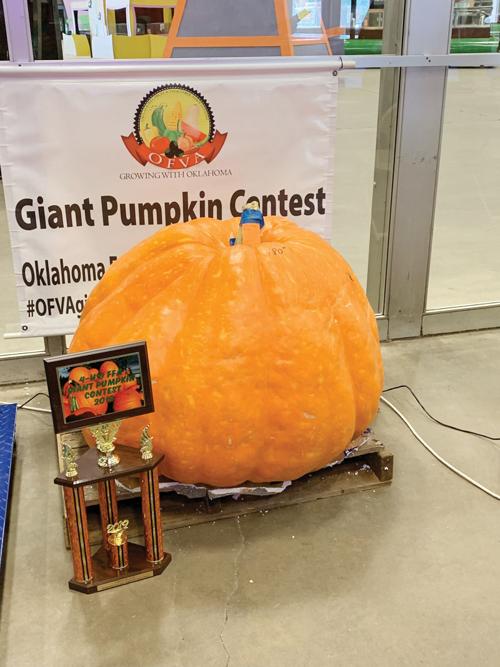 Giant pumpkin