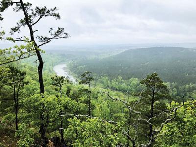 State forest
