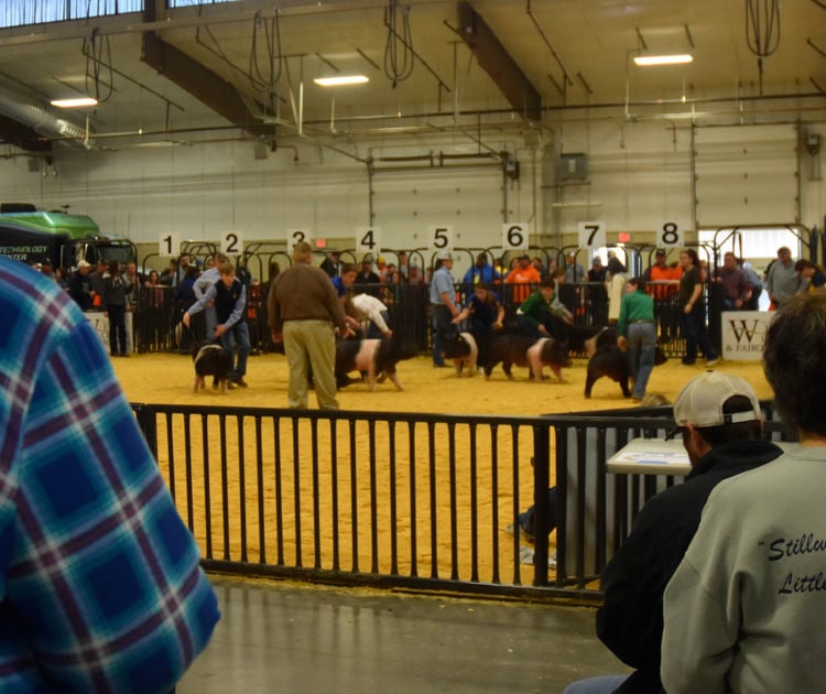 Woodward District Livestock Show Multimedia