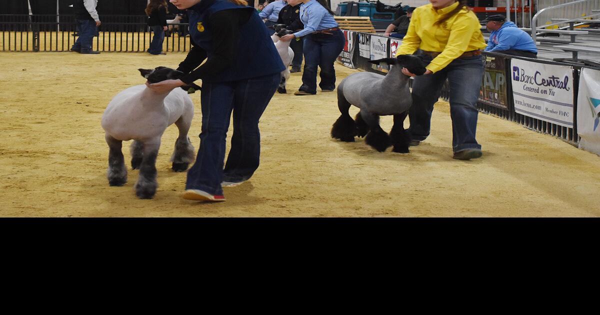 Sheep results from the Woodward District Livestock Show Local News