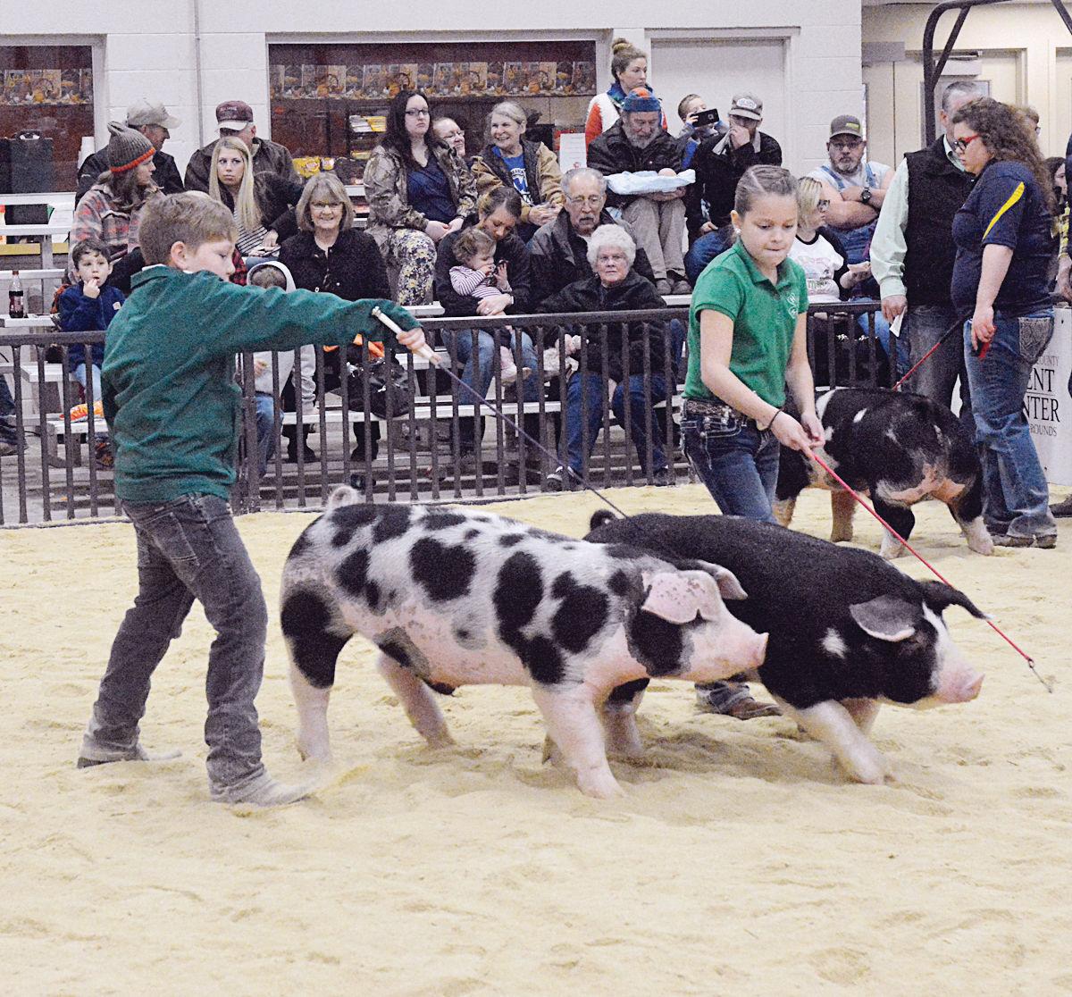 84th Woodward District Livestock Show opens at fairgrounds Community