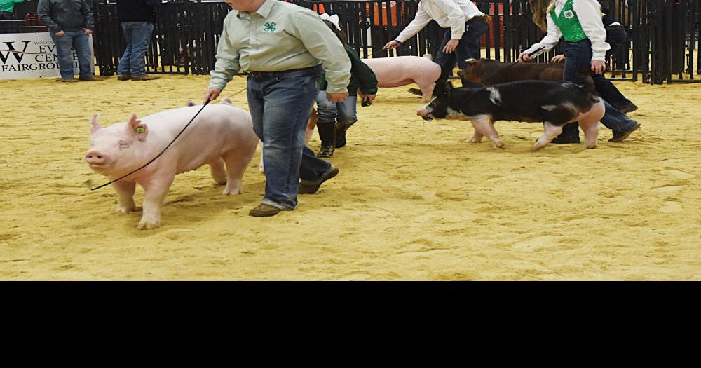 Around 140 exhibitors expected for Woodward County Livestock Show