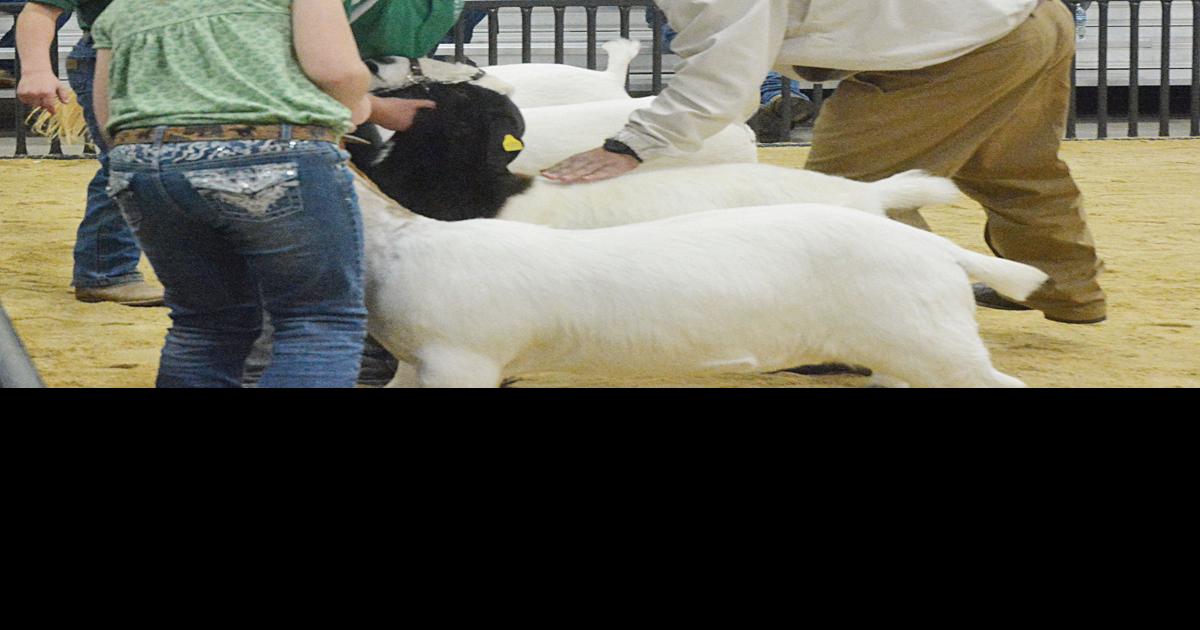 Livestock show season picking up steam News