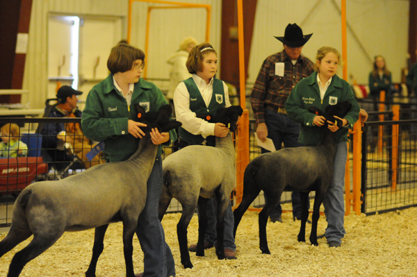 Livestock show results, Local News