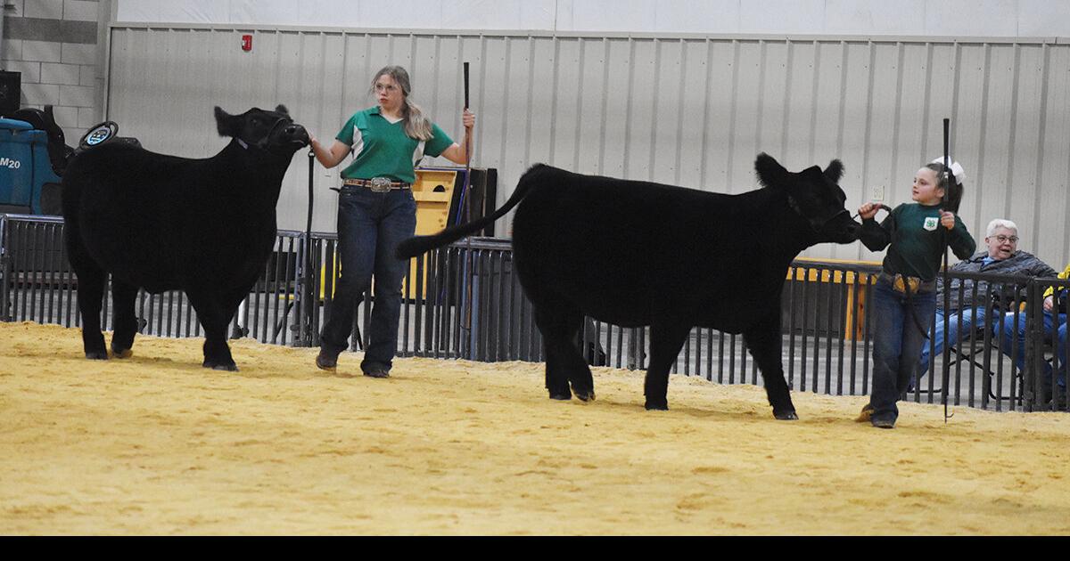 Woodward District Livestock Show cattle results News