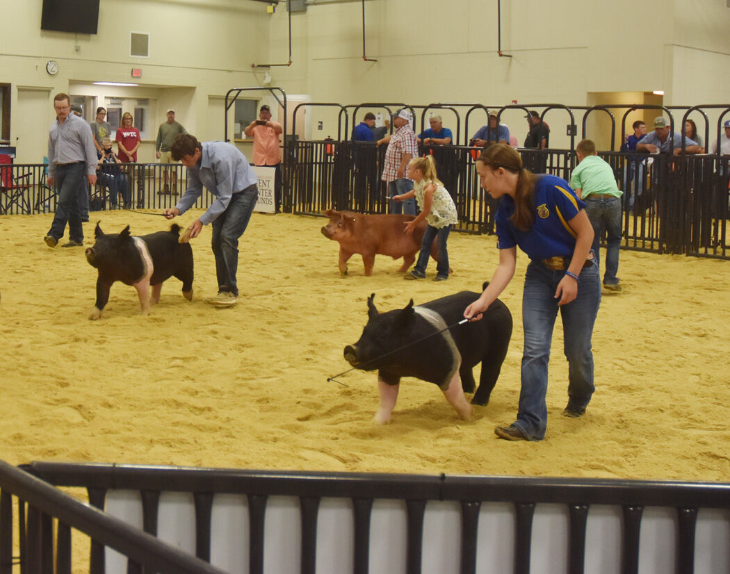 Woodward County Fair Livestock Show Results Community