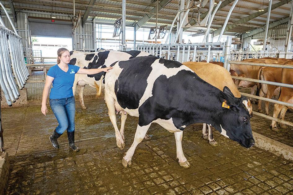 New technology coming to dairy industry News