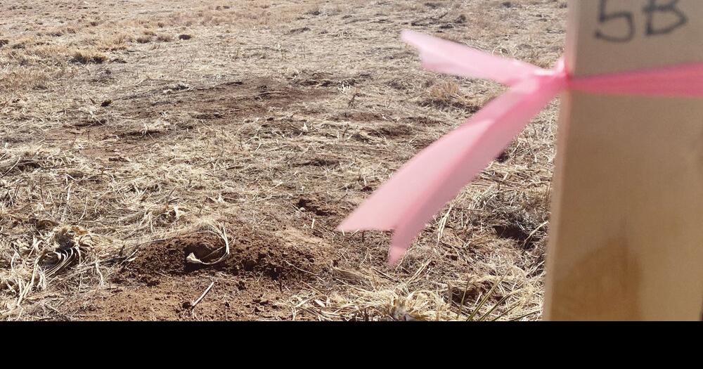 Woodward in process of building disc golf course News