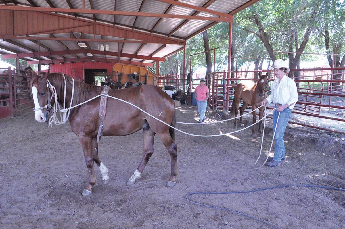 Famed Cudd Quarter Horse Sale coming up July 18 in Woodward News