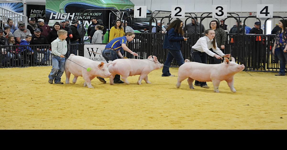 Results from the Woodward District Livestock gilt show Community