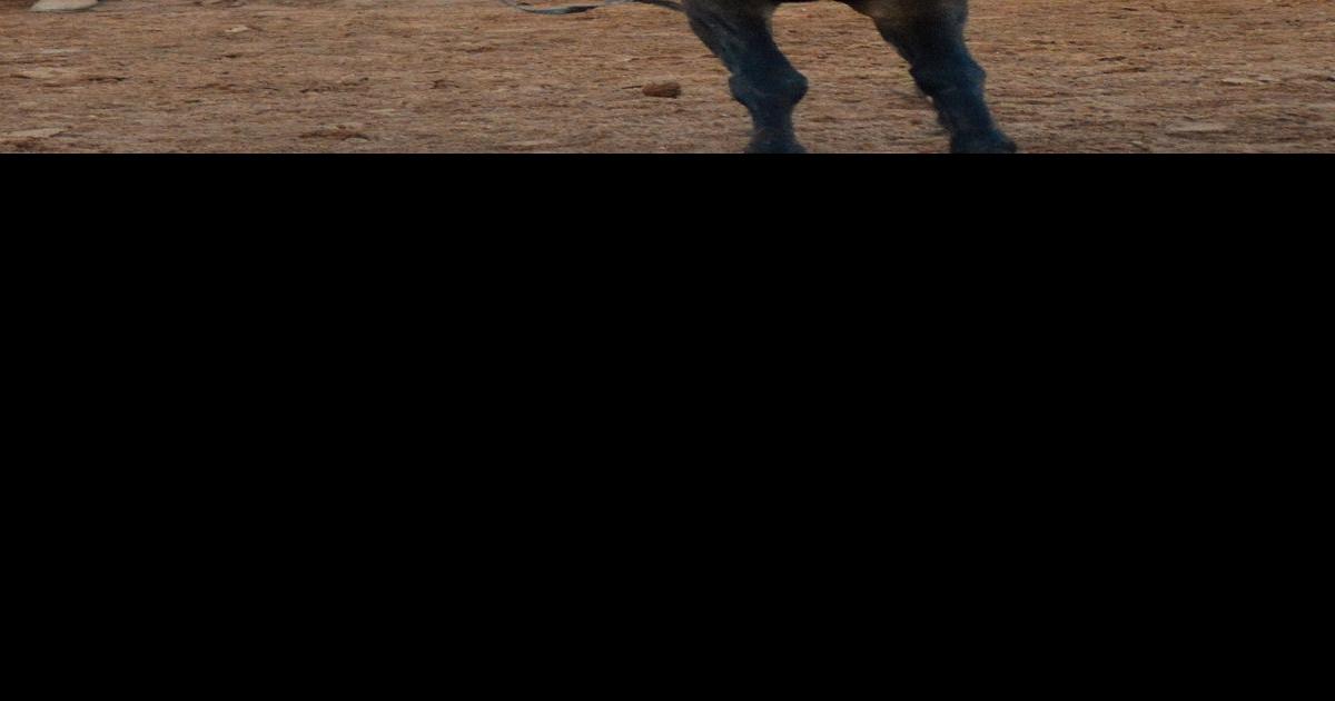 86th Elks Rodeo set in Woodward News