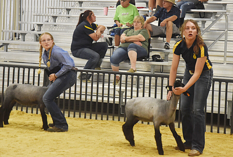 Woodward County Fair Livestock Show Results Community