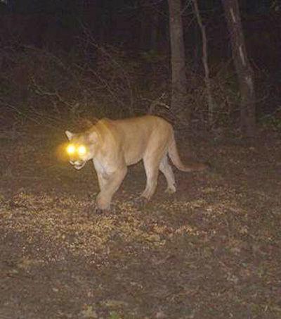 Mountain Lions Can Find Their Way To Area News Woodwardnews Net