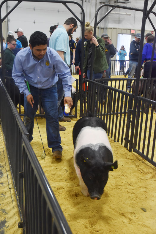 Woodward District Livestock Show Multimedia