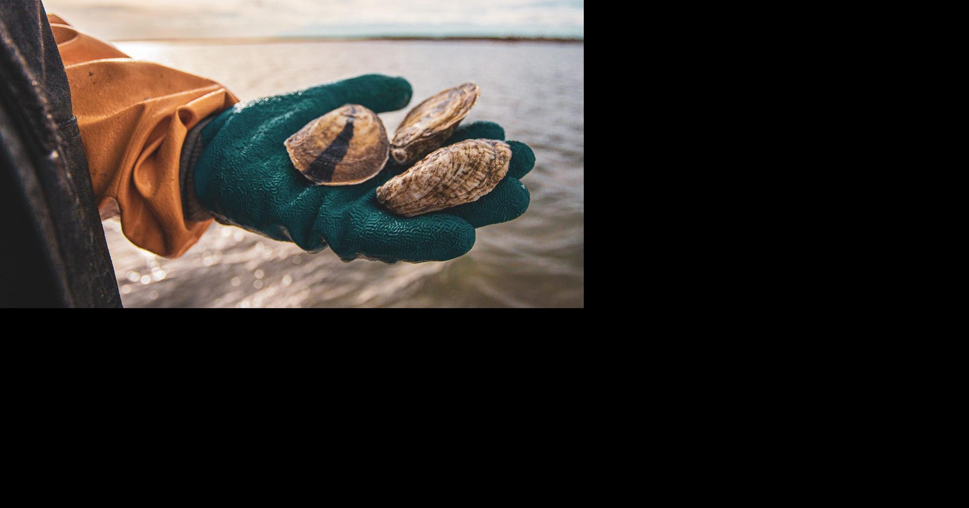 Shellfish Roundup | Archive | wrightsvillebeachmagazine.com