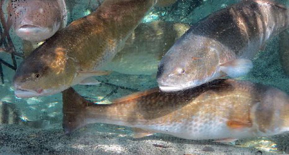 Save Red Fish Chasing Redfish On Lea Island | Archive | wrightsvillebeachmagazine.com