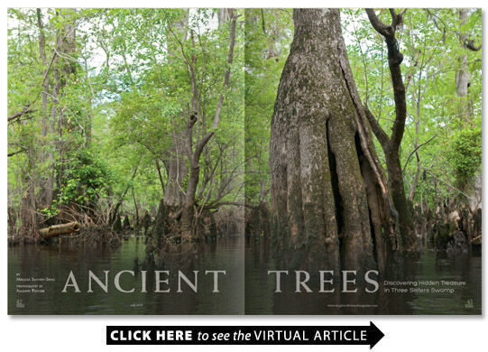 Ancient Trees | Archive | wrightsvillebeachmagazine.com