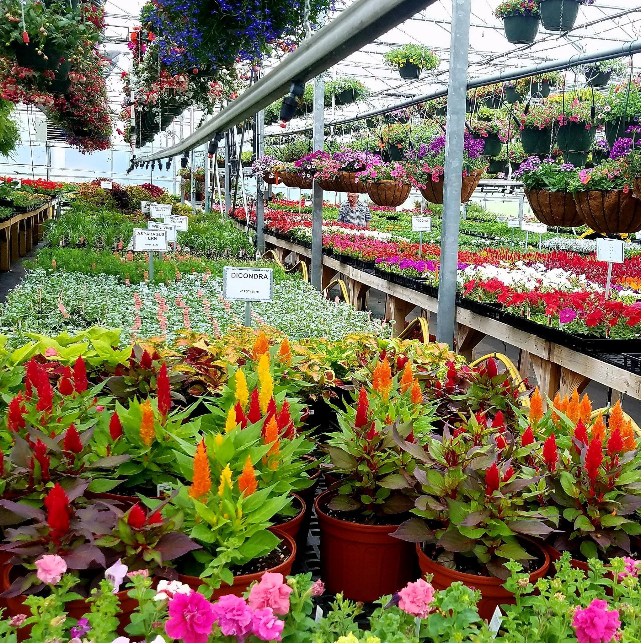 Freed's Greenhouse Ornamental Greenhouses Bridgeport, WV