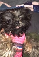Shihtzu pure solid brindle imperial in size