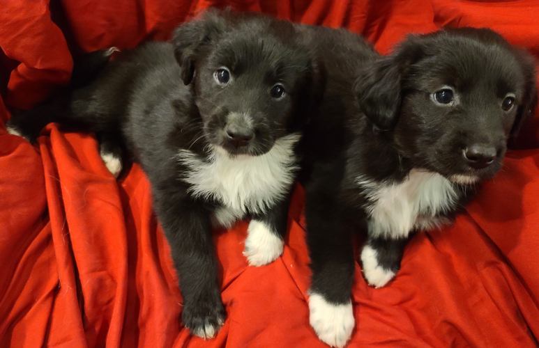 Coltriever puppy best sale