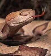 West Virginia officials: Quick care important in treating poisonous snake bites