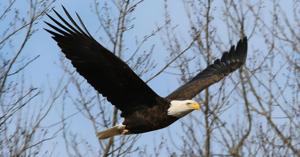 Ohio midwinter bald eagle survey counts 715 birds across the state