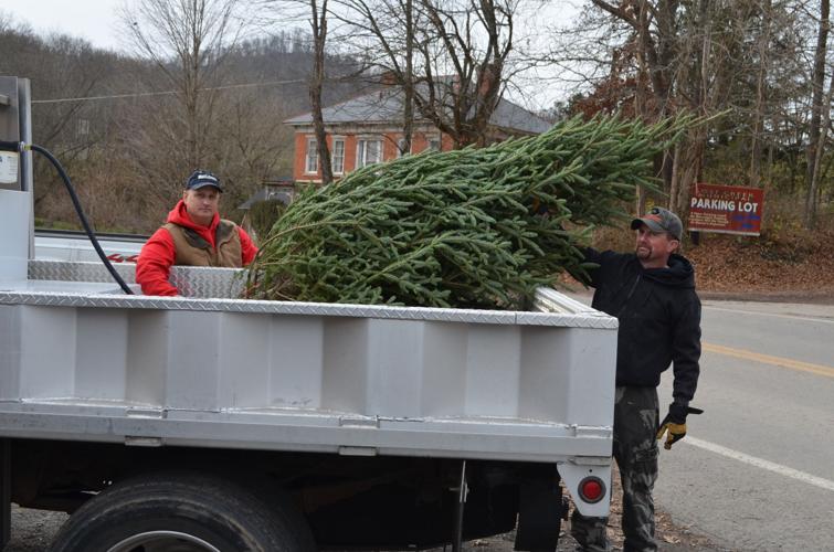 People like tradition of live Christmas tree, convenience and cost of