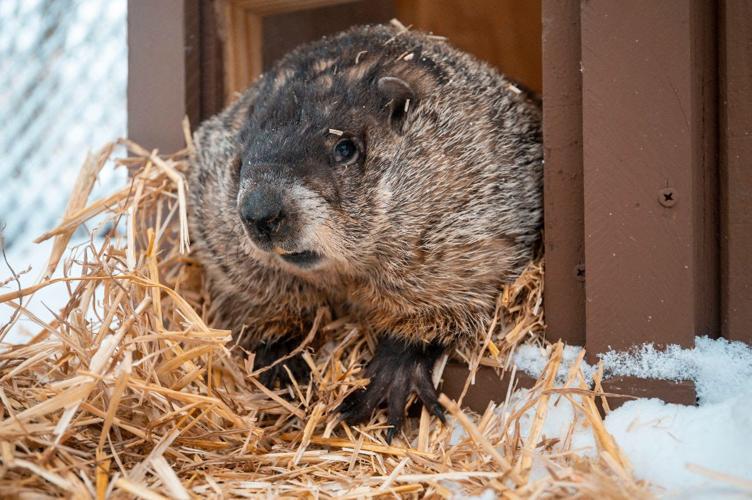 French Creek Freddie's forecast, other activities planned for Thursday