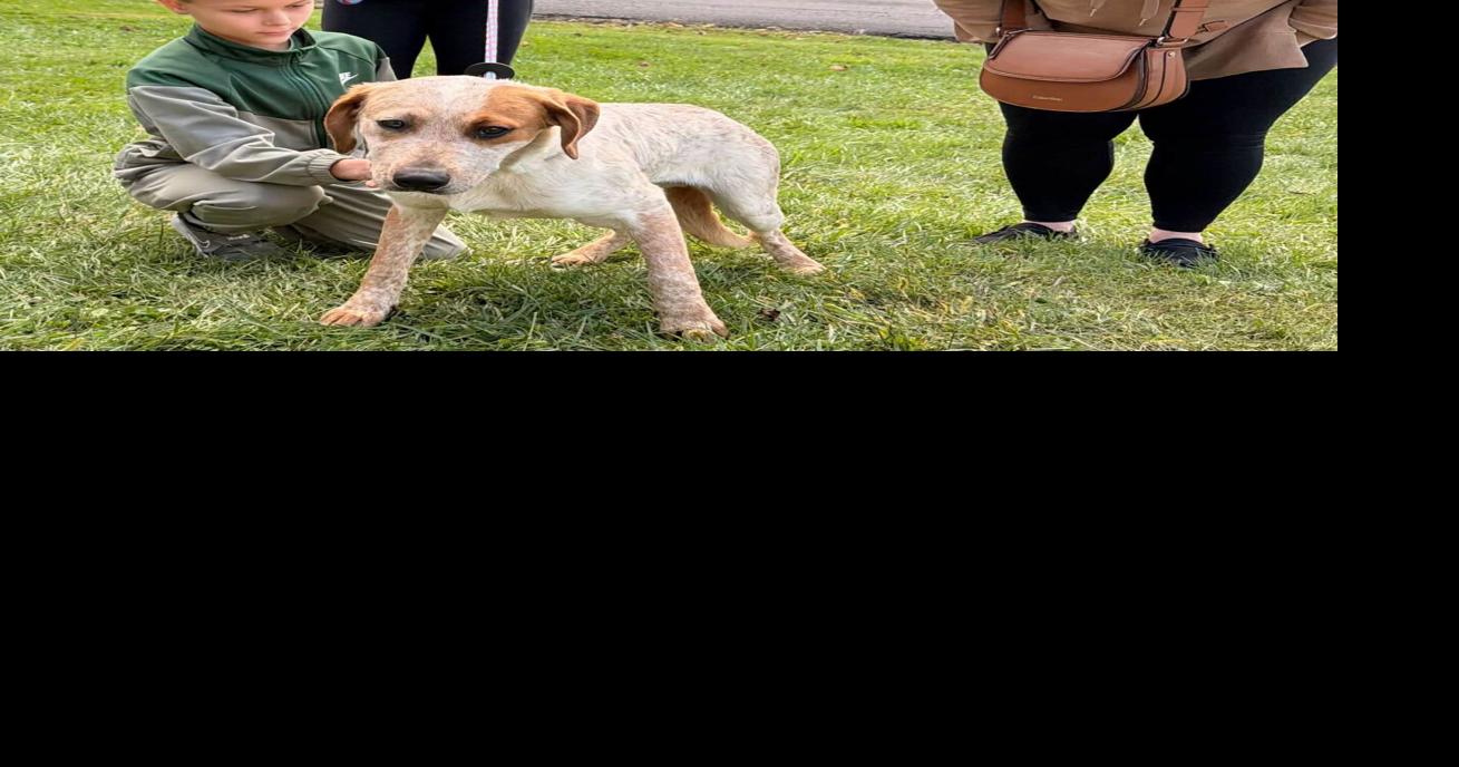 Subaru Loves Pets event leads to 17 adoptions at Lewis-Upshur Animal Control Fac...