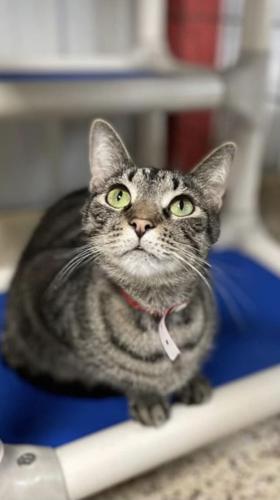 Preston’s Pet of the Week | Preston County Lifestyles | wvnews.com