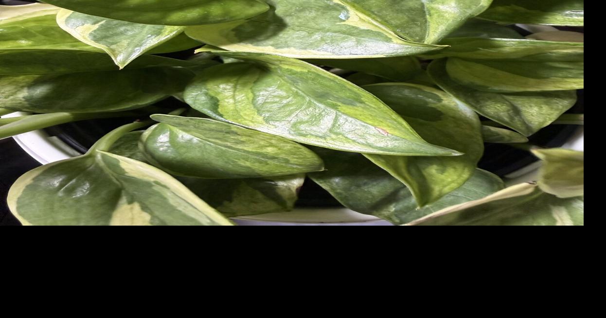 Pothos, the perfect beginner houseplant