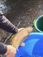 Local nonprofit continues with trout stocking this spring in Preston County, West Virginia