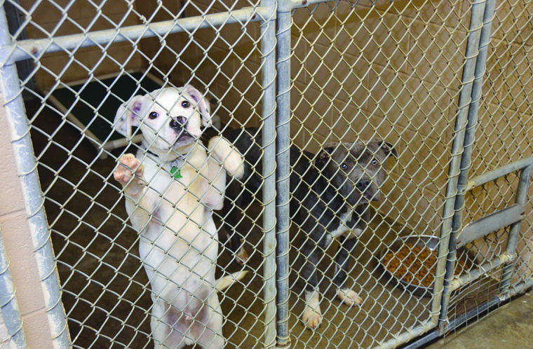 Harrison sales animal shelter