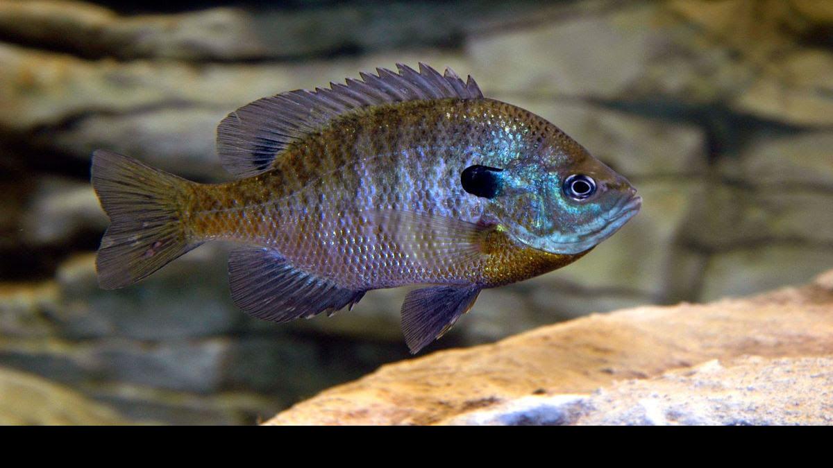 DNR begins research on how to breed larger bluegills | WV News | wvnews.com