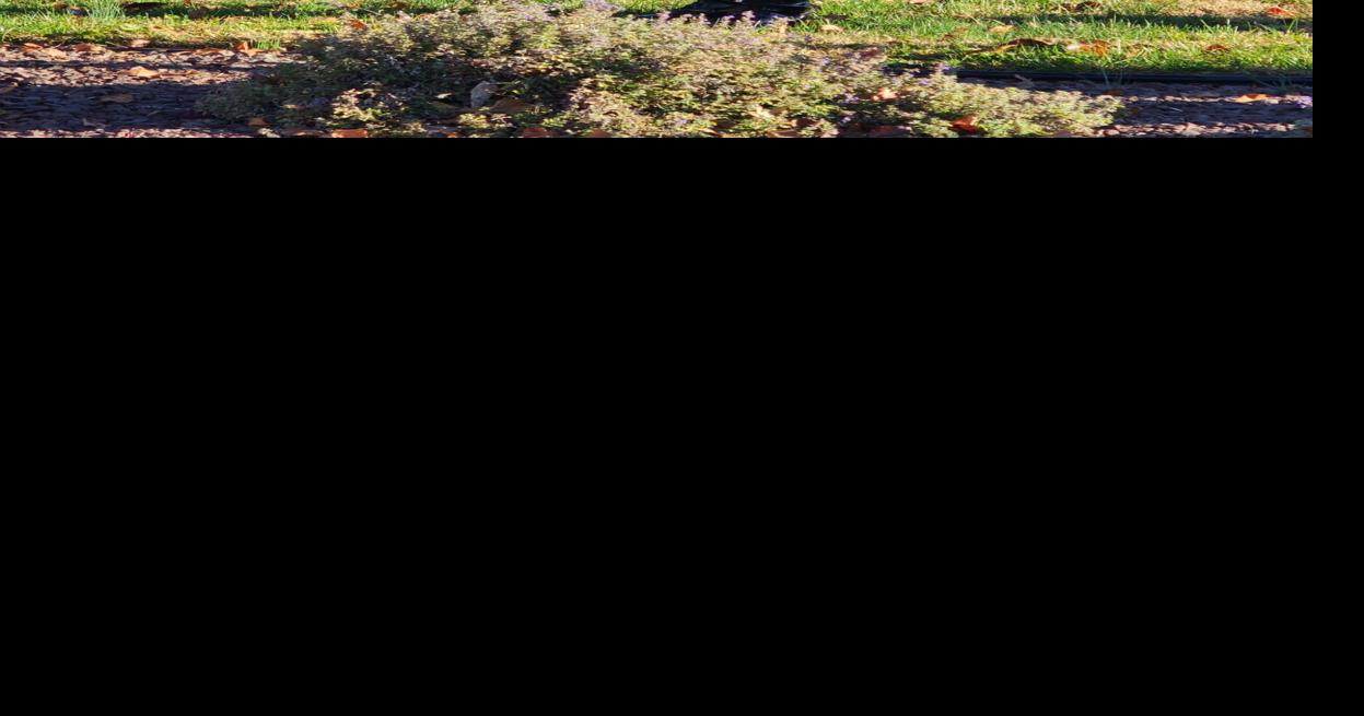 Flag raising ceremony held at Huntington Bank Weston Lifestyles