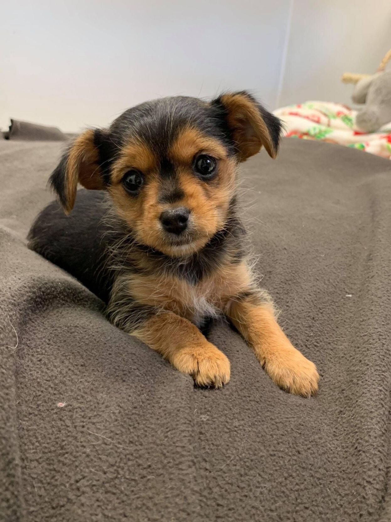 Beagle yorkie mix store puppy