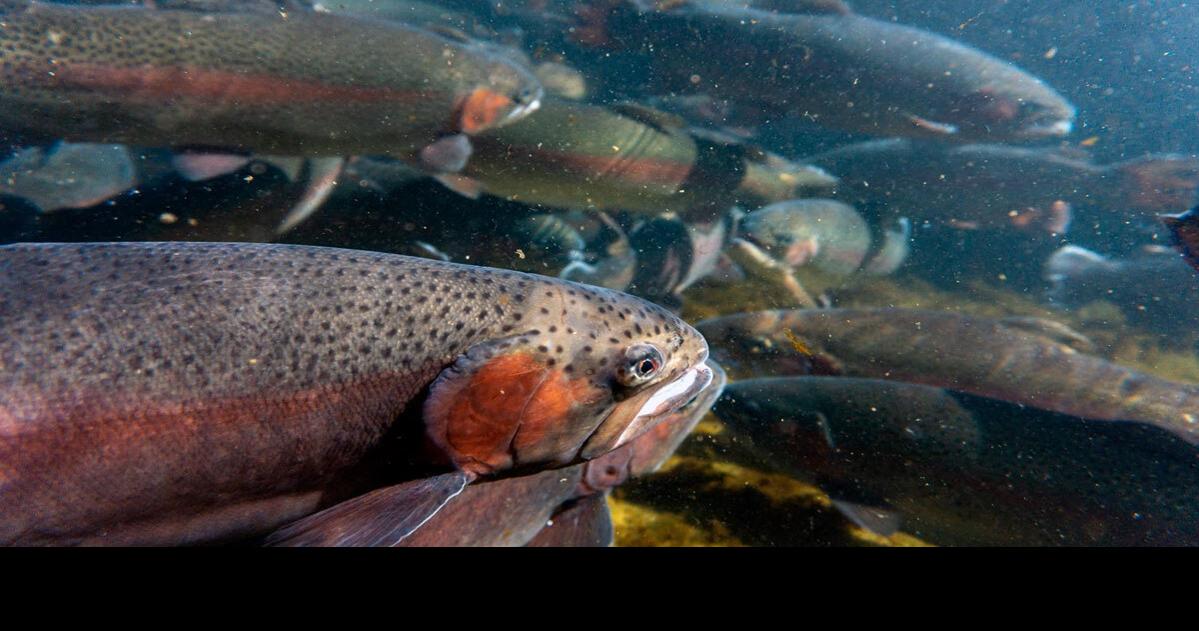 WVDNR reports 19% increase in number of stocked trout in 2023, Lincoln  News Sentinel