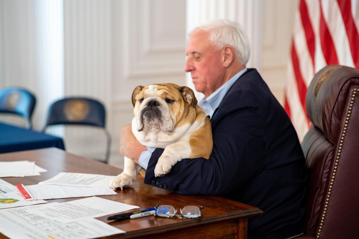 West Virginia Governor's English Bulldog, Babydog, Absent Due to Injury