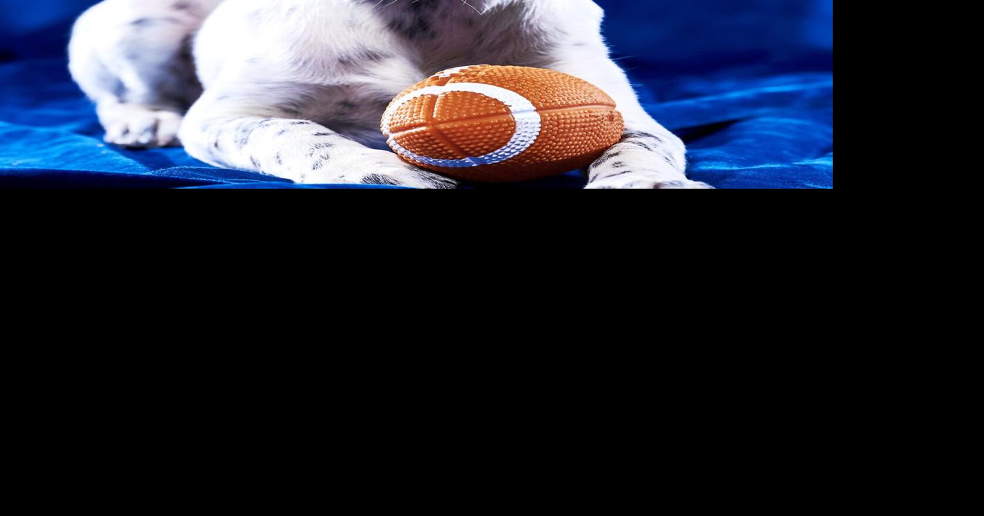 Puppy Bowl participant, Bea, has ties to Jackson County | Jackson Star ...