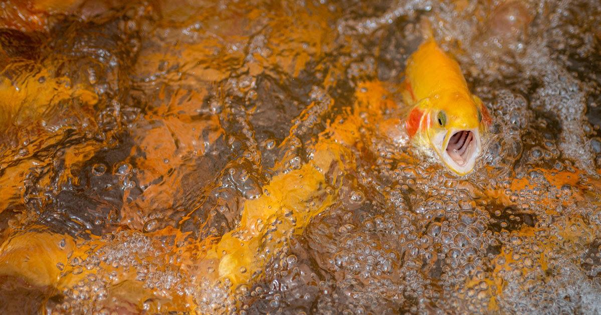 West Virginia Gold Rush Trout Stocking Begins April 1, 2025