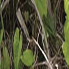 Feral Hog Sightings Spread to 23 West Virginia Counties WV News  