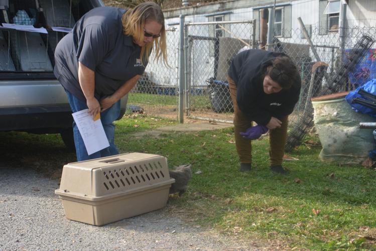 Mariah Goldsmith's love of animals bodes well for new Weston (West