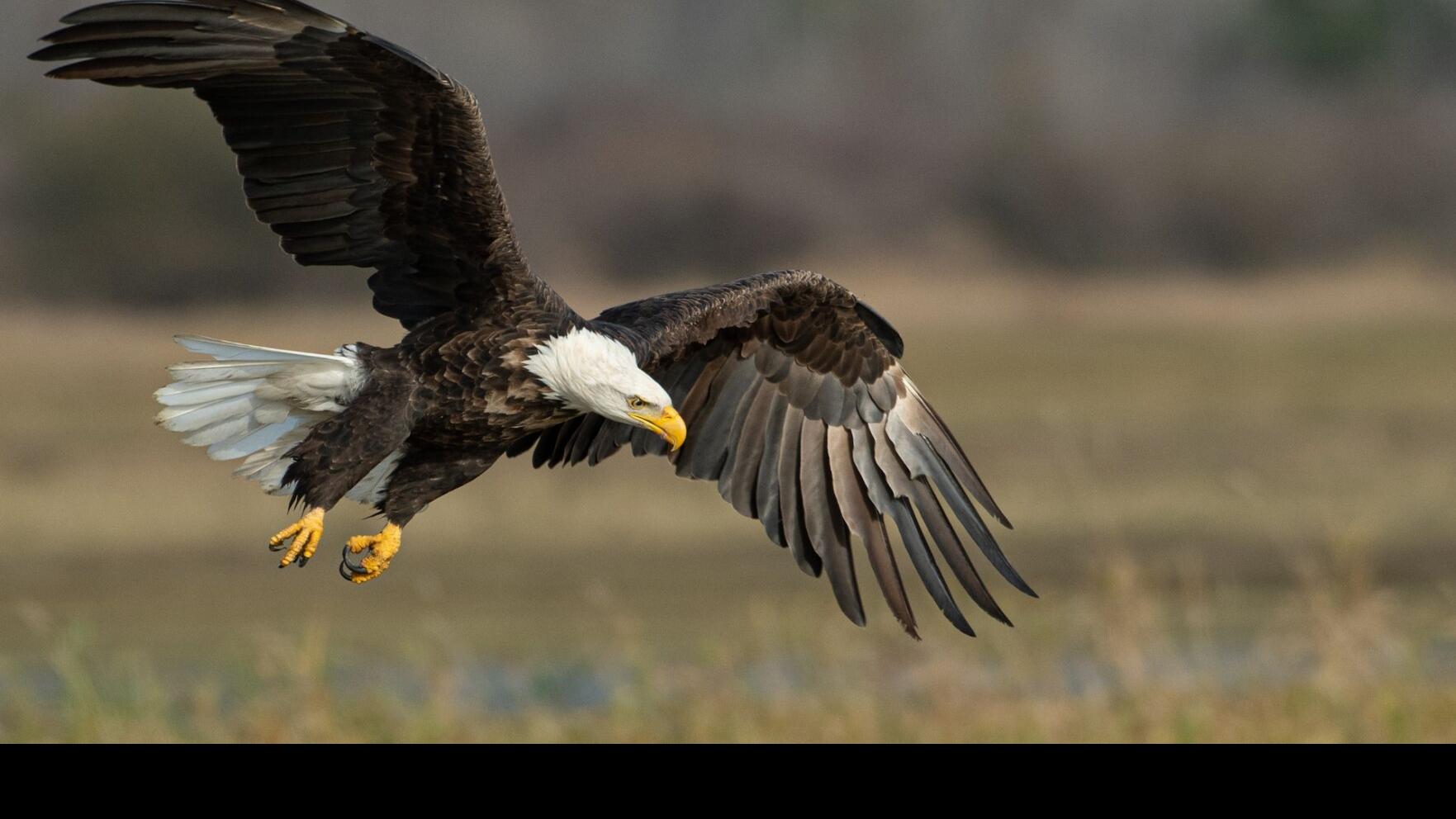 Eagles and the Genius of Bird Flight