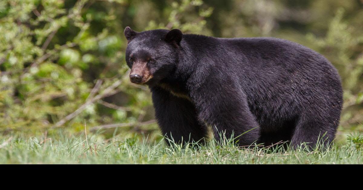 West Virginia DNR asks state residents to keep food & trash stashed away from hungry bears