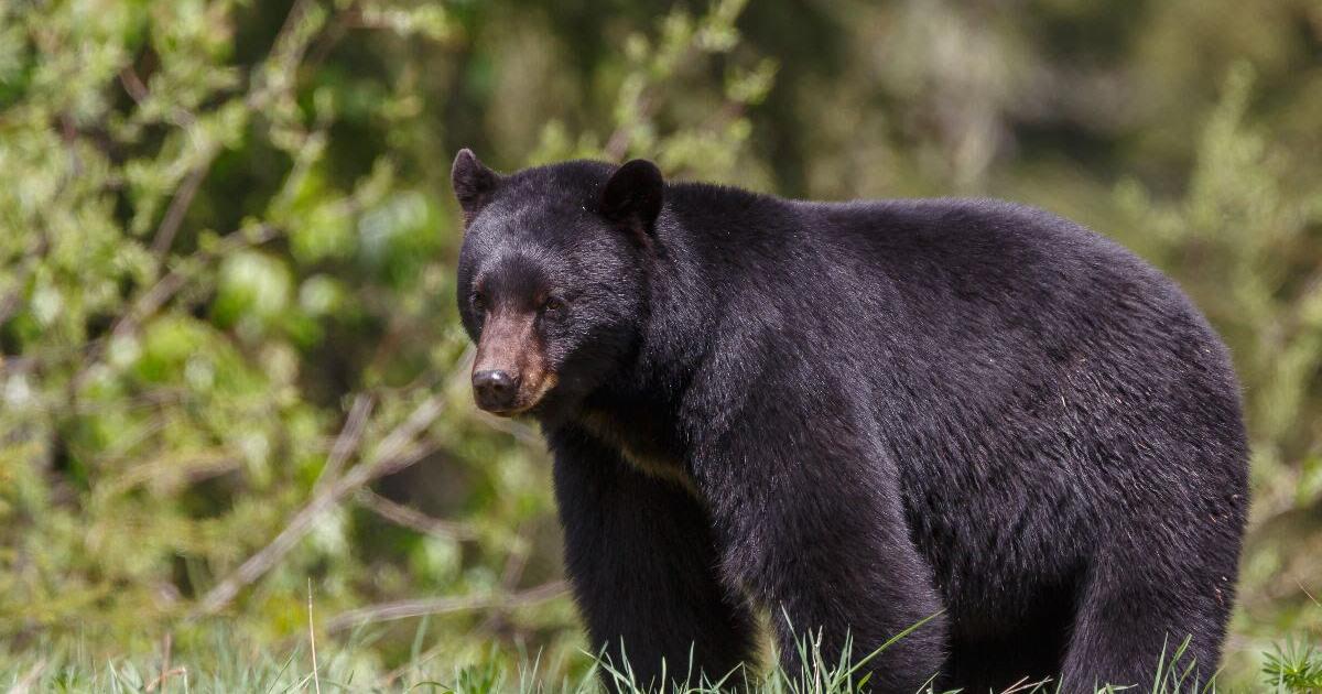West Virginia DNR asks state residents to keep food & trash stashed away from hungry bears West Virginia DNR asks state residents to keep food & trash stashed away from hungry bears